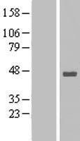 STOML1 Human Over-expression Lysate