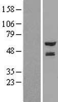 NMT2 Human Over-expression Lysate