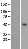 HS6ST1 Human Over-expression Lysate