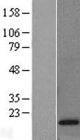 POLR2D Human Over-expression Lysate