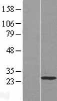 HAND1 Human Over-expression Lysate