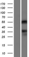 ONECUT2 Human Over-expression Lysate