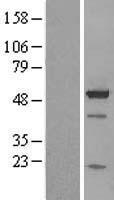 BAG5 Human Over-expression Lysate