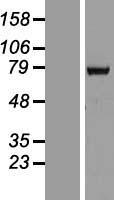 HCC1 (RBM39) Human Over-expression Lysate