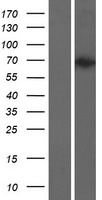 C16orf7 (VPS9D1) Human Over-expression Lysate