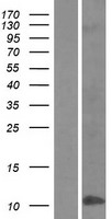BD2 (DEFB4A) Human Over-expression Lysate