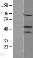 Steroidogenic Factor 1 (NR5A1) Human Over-expression Lysate