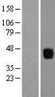 TIS11B (ZFP36L1) Human Over-expression Lysate