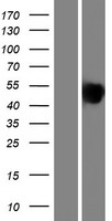 Bone Sialoprotein (IBSP) Human Over-expression Lysate