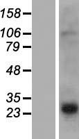 PRH2 Human Over-expression Lysate