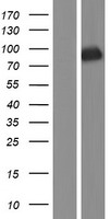 TLE3 Human Over-expression Lysate