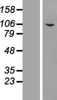 PWP2H (PWP2) Human Over-expression Lysate