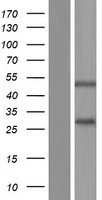 SSPN Human Over-expression Lysate