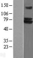 TRIM25 Human Over-expression Lysate