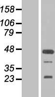 FGF19 Human Over-expression Lysate