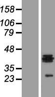 HS3ST1 Human Over-expression Lysate