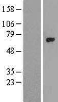 NR1D2 Human Over-expression Lysate