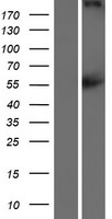 CACNA1F Human Over-expression Lysate