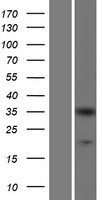 CRKL Human Over-expression Lysate