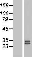 FGF3 Human Over-expression Lysate