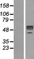 GDF 9 (GDF9) Human Over-expression Lysate