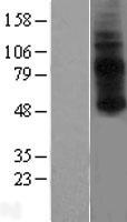 GPR3 Human Over-expression Lysate
