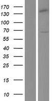 GTF2H1 Human Over-expression Lysate