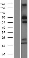 GRB10 Human Over-expression Lysate