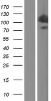 HIP1 Human Over-expression Lysate