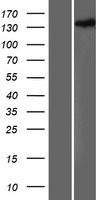 HDLBP Human Over-expression Lysate