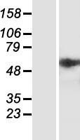 GRP78 (HSPA5) Human Over-expression Lysate