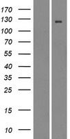 CD11d (ITGAD) Human Over-expression Lysate