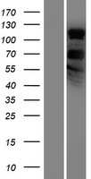 PHF2 Human Over-expression Lysate