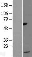 MCP4 (CCL13) Human Over-expression Lysate