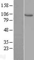 VAV1 Human Over-expression Lysate