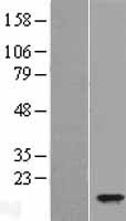 Spasmolytic Polypeptide (TFF2) Human Over-expression Lysate