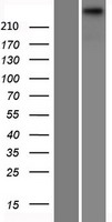 TECTA Human Over-expression Lysate