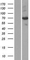PAPSS1 Human Over-expression Lysate