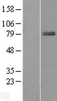 ZBTB22 Human Over-expression Lysate