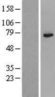 WDR46 Human Over-expression Lysate