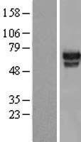 HMG2L1 (HMGXB4) Human Over-expression Lysate