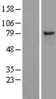 UBA2 Human Over-expression Lysate