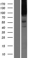 Heparan Sulfate Proteoglycan 2 (HSPG2) Human Over-expression Lysate