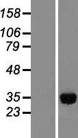 IMPA1 Human Over-expression Lysate
