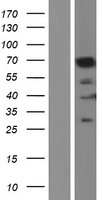 Lamin B1 (LMNB1) Human Over-expression Lysate