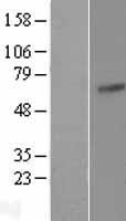 LPP Human Over-expression Lysate