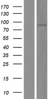 Meprin alpha (MEP1A) Human Over-expression Lysate