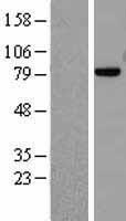 MRE11 Human Over-expression Lysate