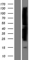 FAK (PTK2) Human Over-expression Lysate