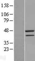 TAF7 Human Over-expression Lysate